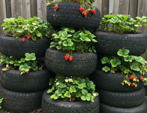 No More Store-Bought Strawberries 3 Proven Tips to Grow Abundant Fruit at Home