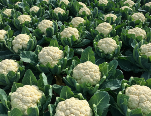 Cauliflower for Beginners Planting Growing and Harvesting with Ease