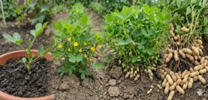 ๐ฅ Growing Black Peanuts at Home: A Delicious and Nutritious Specialty Crop