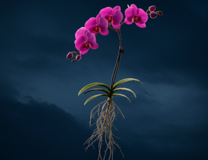 A Very Effective Way to Rapidly Recover an Orchid Without Roots