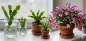 🌺 Revive Your Christmas Cactus Instantly with This Simple Homemade Elixir