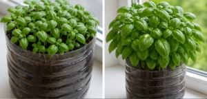 Sow Basil in a Bottle to Get a Rich and Beautiful Bush