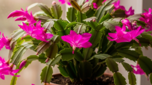 Complete Guide for the Care of the Christmas Cactus Schlumbergera or Santa Teresita