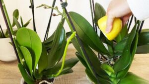The Florists Secret for Lush Orchids Strong Glossy Leaves and Constant Blooms