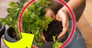 🌿 Parsley: The “Twig Trick” to Have an Infinite Amount Without Spending a Cent
