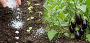 ๐ Multiply Eggplants Quickly and Easily with This Farmer’s Trick