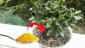 Jade Tree Bloom with Only One Spoonful of This Ingredient