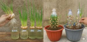 ๐ง Stop Buying Garlic! Hereโs How to Grow an Endless Supply at Home