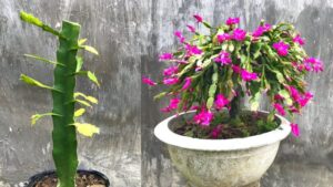 ๐ธ How to Make Your Christmas Cactus Bloom Year-Round and Permanently