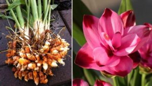How to Grow and Bloom Turmeric in a Pot