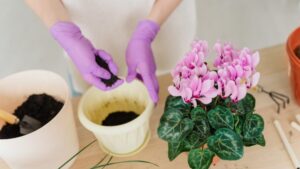 Abundant Flowering of Cyclamen Discover How to Do It With Us