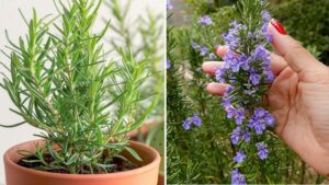 How to Make Rosemary Bloom to Scent Your Entire Home