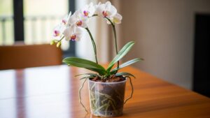 Planting Orchids in Plastic Containers for Continuous Flowering All Year Round