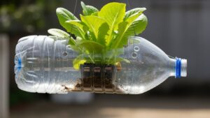 Growing Vegetables at Home with Hanging Plastic Bottles A Beginner’s Guide