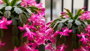 🌵 Cactus Care 101: Secrets to Growing Healthy and Beautiful Succulents