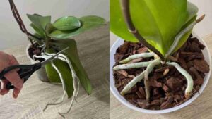 🌸 Abundant Orchid Flowers and Roots: Perform This Process Once a Month