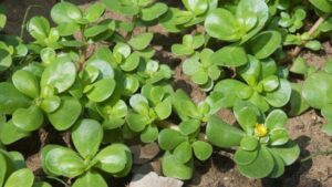 🌿 Purslane: 14 Incredible Health Benefits of This “Superweed”