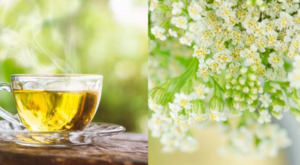 🌿 Yarrow Tea: A Healing Elixir and a Treasure for Your Health
