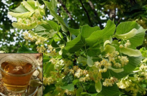 ๐ผ Linden Tea: The Aromatic, Sweet, and Soothing Natural Remedy