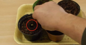 Stop Throwing Away Lemon Seeds Bury Them and See What Happens