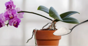 Feed Your Orchids Better Than a Nursery Professional with This Single Ingredient