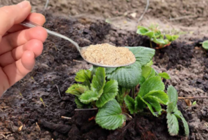 🍓 The Natural Fertilizer That Doubles Your Strawberry Harvest
