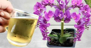 Water Your Orchid with This Ingredient and You Will Be Amazed by the Results