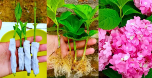 Multiply Your Hydrangeas with Tissue Paper a 100 Percent Successful Method