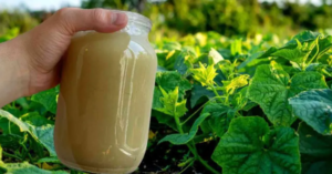 Add One Liter to Your Cucumbers and Your Garden Will Never Be the Same