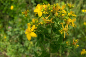 Consume This Plant as Often as Possible for Insomnia Anxiety and Intestinal Comfort