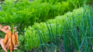 What to Plant Next to Carrots for a Rich Harvest Without Pests