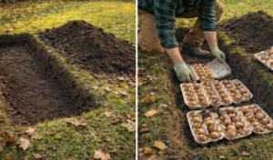 How to Plant Onion Sets in Egg Cartons a Simple Ecological and Efficient Method