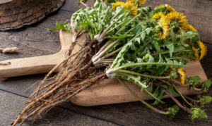 Benefits of Dandelion Root for Cancer Cholesterol and Liver Dosage and Preparation