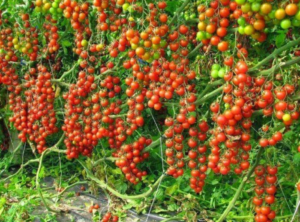Garlic Tomatoes and Cucumbers Will Grow Rapidly the Most Powerful Fertilizer