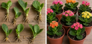 An Original Way to Propagate Kalanchoe Bushes