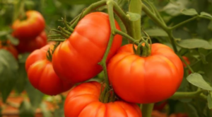 🍅 Companion Planting: What to Plant Next to Tomatoes for Sweeter and Juicier Fruit