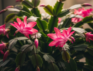 10 Common Mistakes to Avoid When Taking Care of Your Christmas Cactus