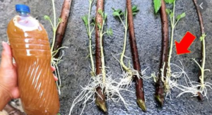 ๐ธ Just One Glass to Save Them: Transform Your Home and Garden Flowers with This Simple Remedy