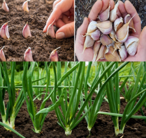 ๐ง Companion Planting: What to Grow Next to Garlic for a Richer, Pest-Free Harvest