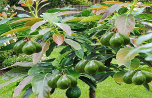 ๐ฅ How to Grow an Avocado Tree from a Pit: A Complete Step-by-Step Home Guide