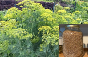 ๐ฟ Dill Seeds: Amazing Benefits, How to Consume Them, and Health Uses