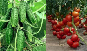 🍅 Water, Yeast, and Sugar: 3 Ingredients for a Massive Harvest of Cucumbers and Tomatoes