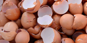 🥚 Never Throw Away Eggshells Again! After Reading This, You’ll Treat Them Like Gold