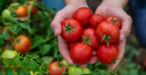 Increase Your Tomato Plant Yield by 30 Percent with This Simple Trick