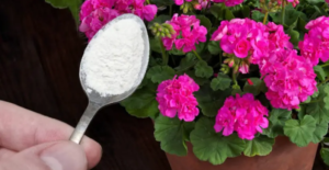 One Tablespoon for Your Geranium to Bloom Abundantly All Year Round