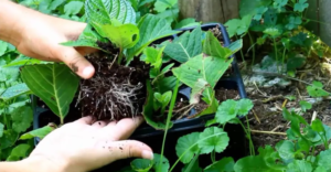 Achieve 100 Percent Success in Hydrangea Propagation with This Cutting Method