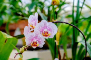 Make an Orchid Bloom Again with This Miracle Kitchen Product to Boost Your Plant
