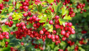 ❤️ Hawthorn: The “Heart Doctor” That Could Add Years to Your Life