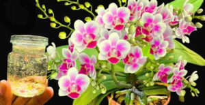 Powerful Fertilizer Much Stronger Than Garlic to Keep Plants Blooming for 6 Months