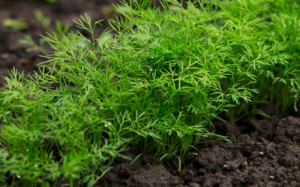 Tricks to Prevent Dill from Flowering and Harvest Young Branches All Year